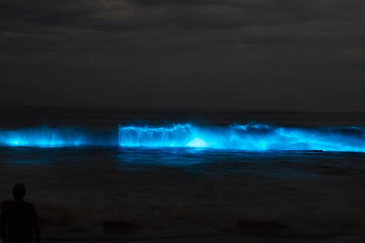 Bioluminescent tours in Cocoa Beach Florida