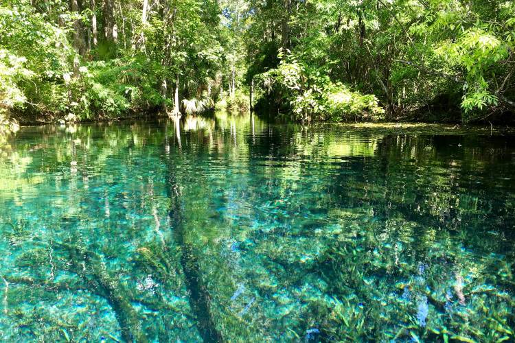 Florida state park springs