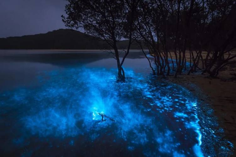 Bioluminescent body of water at night