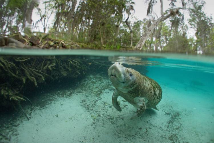 Manatee