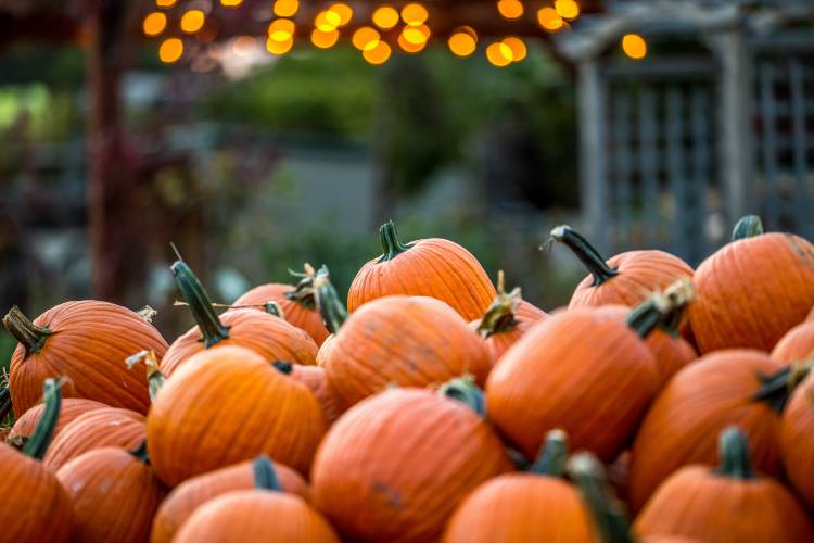 Pumpkin Patch Orlando