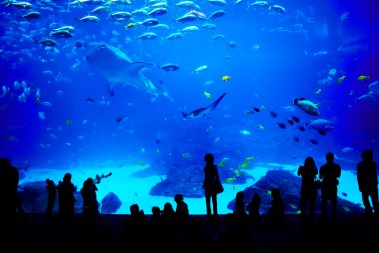 Sea Life Aquarium Central Florida