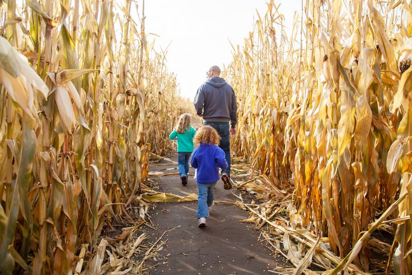 Corn Maze Orlando