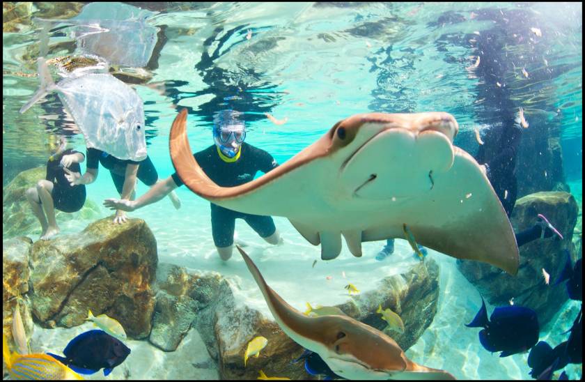 Discovery Cove