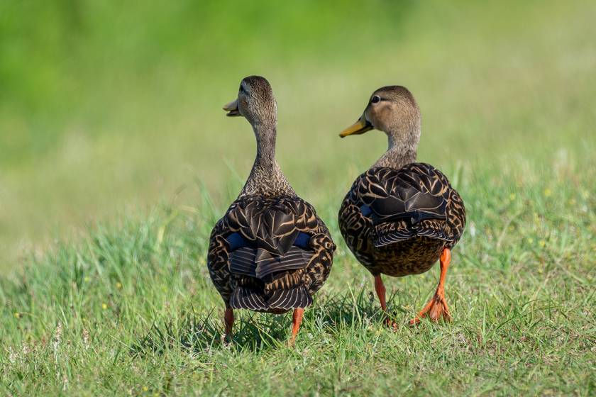 Apopka Wildlife Drive