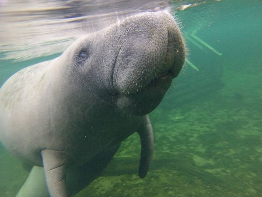 Manatees at Blue Springs State